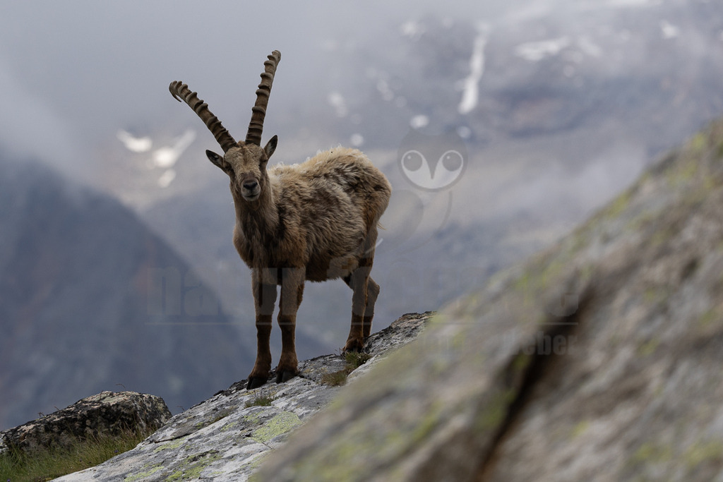 _5NF2036_20250713 | Ein majestätischer Alpensteinbock steht auf einem steilen, felsigen Hang in den Bergen. Das Tier ist in der Mitte des Bildes positioniert und blickt direkt in die Kamera. Seine beeindruckenden, geriffelten Hörner ragen markant in die Höhe. Das Fell des Steinbocks ist braun und zottelig, was auf die raue Bergumgebung hindeutet. Im Hintergrund sind verschwommene, nebelverhangene Berggipfel zu sehen, die eine dramatische und wilde Atmosphäre schaffen. Die Felsen im Vordergrund sind mit Flechten bewachsen, was die alpine Umgebung unterstreicht. Es sind keine weiteren Tiere oder Interaktionen zu beobachten; der Steinbock wirkt ruhig und aufmerksam. - Realisiert mit Pictrs.com