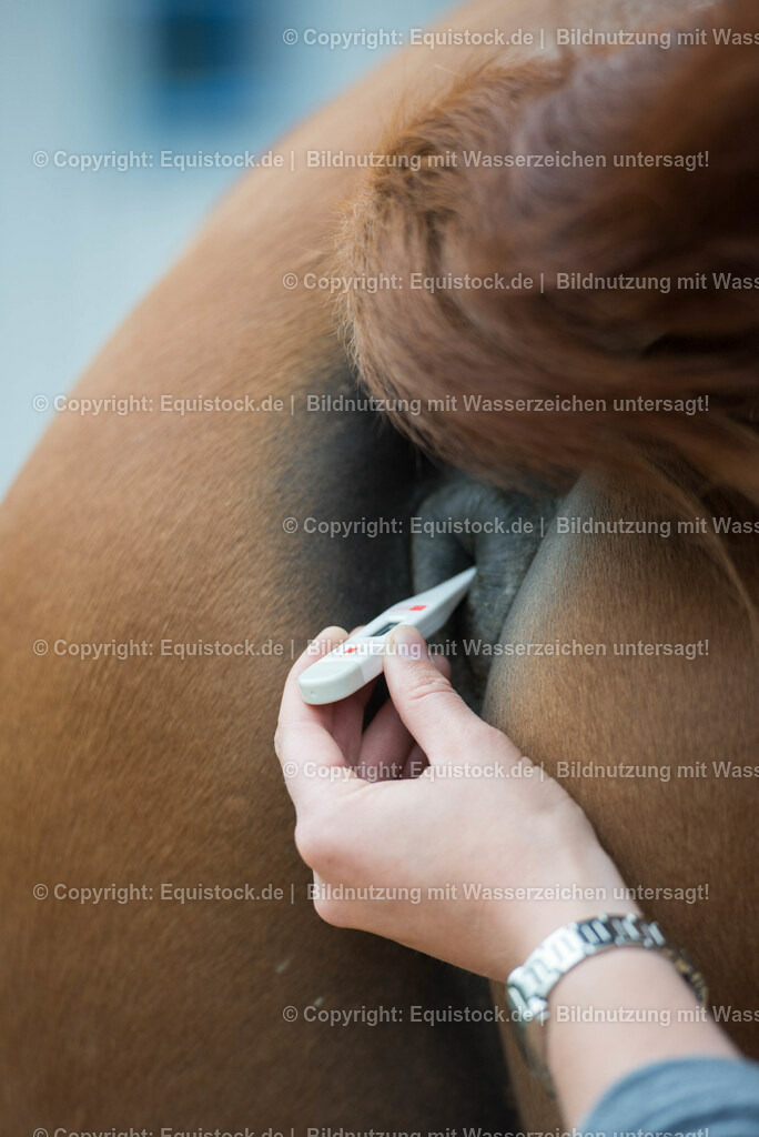 20180516_Vitalfunktionen_Pferd_0024 | equistock