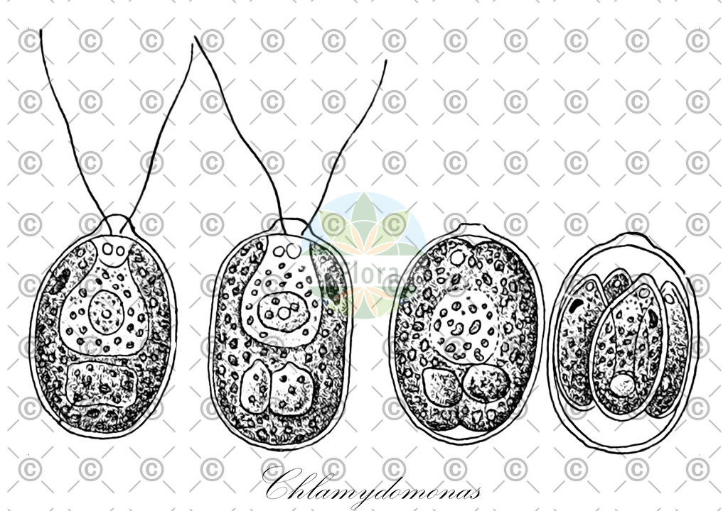 HistAbb_3NGJ_3_ENZY_Simple | Historische Abbildung von Chlamydomonas - Chlamydomonadaceae (0) | Historical Illustration of Chlamydomonas - Chlamydomonadaceae (0)