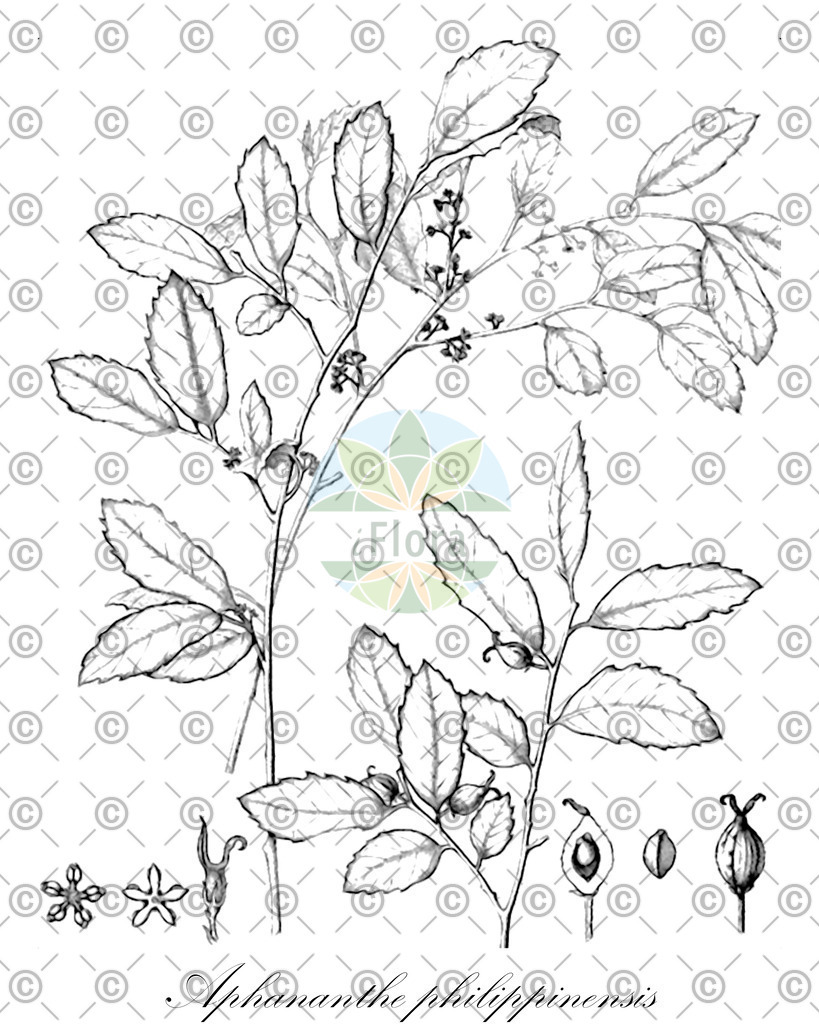 HistAbb_Y9L_1_ENZY_Simple | Historische Abbildung von Aphananthe philippinensis - Cannabaceae | Historical Illustration of Aphananthe philippinensis - Cannabaceae