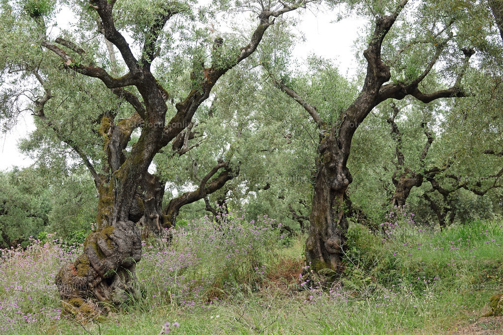 Olives | foto-focus-online