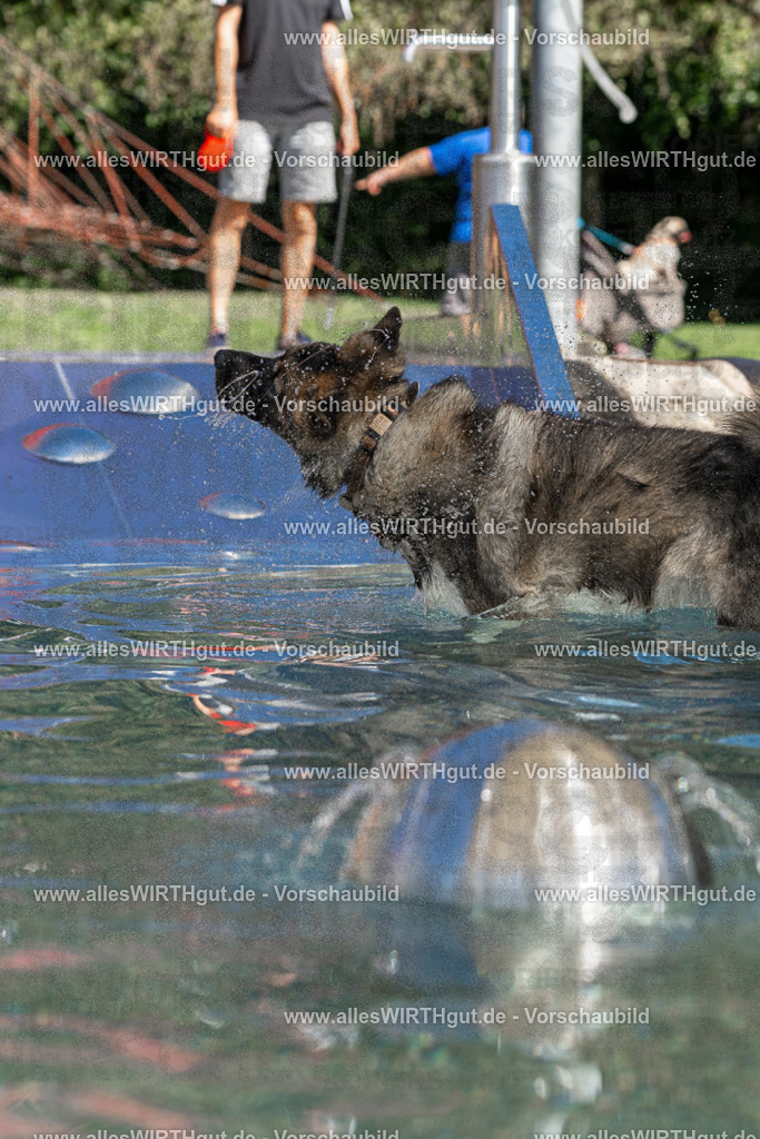 Hundeschwimmen_Volksbad_2026-allesWIRTHgut_Tierfotografie-2609061304-FAY06660 | Professionelle Tierfotografie in Mönchengladbach von Daniel Wirth (allesWIRTHgut). Liebevolle & natürliche Bilder von Hunden & Katzen für unvergessliche Erinnerungen.