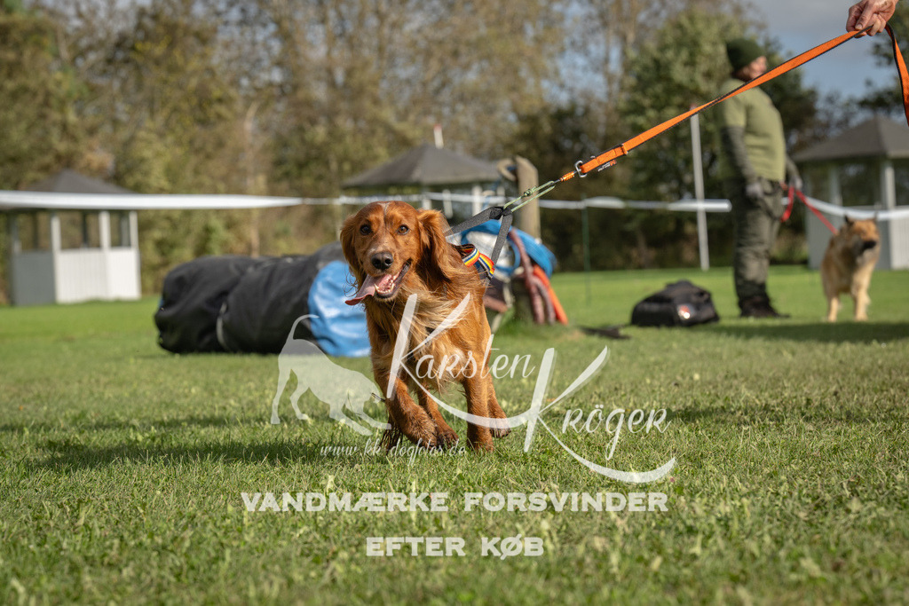 1424-94117 | kk-dogfotos