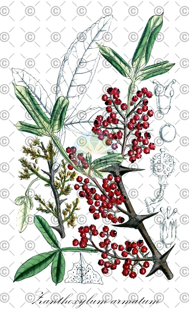 HistAbb_EMP_142040_SRC_Schlechtendal_FLORAD_SIMPLE | Historische Abbildung von Zanthoxylum armatum - Rutaceae | Historical Illustration of Zanthoxylum armatum - Rutaceae