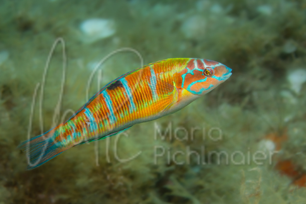 Thalassoma pavo | Cast: Pez verde, fredi, Ang: Ornate wrasse, turkish wrasse Fr: Girelle paon,  Al: Meerpfau - Realisiert mit Pictrs.com