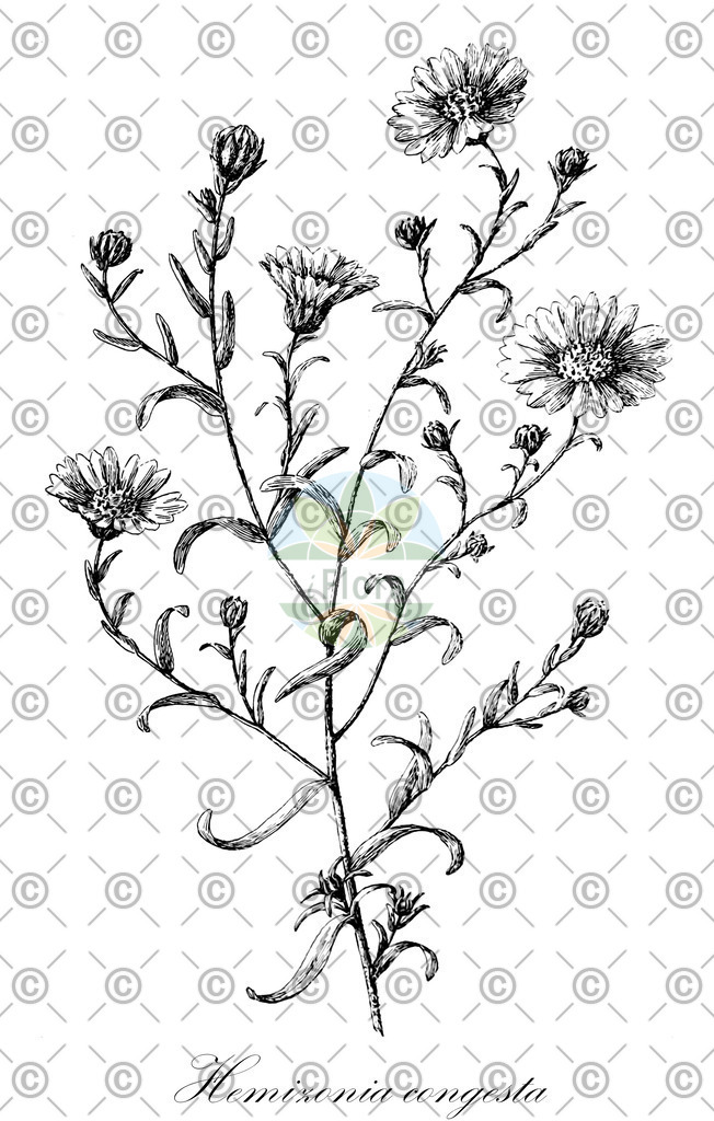 HistAbb_wfo-0000719733_1_ENZY_Simple | Historische Abbildung von Hemizonia congesta - Asteraceae | Historical Illustration of Hemizonia congesta - Asteraceae