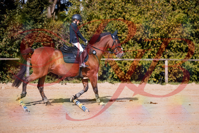 2026_10_03_Siefer-Hof_143735_Z81_06492726 | Professionelle Reitsport-, Turnier- und Eventfotografie von Robert Broda. Galerien mit ausgewählten und bearbeiteten Bildern direkt online ansehen und bestellen.