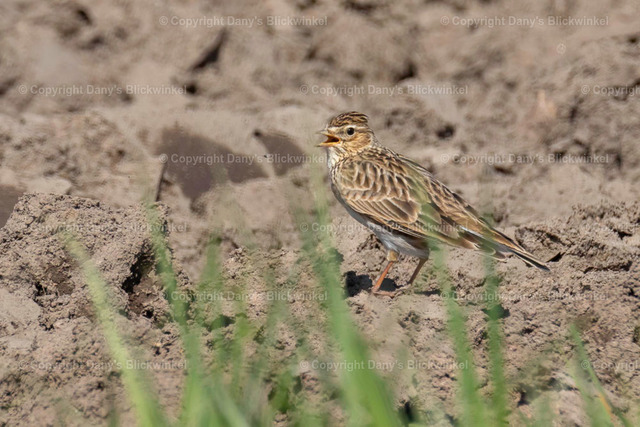 201713 | Tierfotografie, Tierkalender, Tierbilder, Insekten, Spinnen, Vögel, Schmetterling, Libellen, Leinwand, Colorkey, Qualität, Geschenkartikel, Geschenk - Realisiert mit Pictrs.com