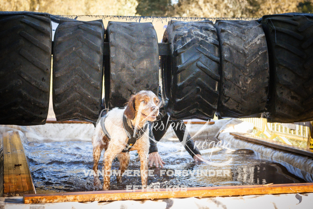 0933_ZZ91256 | kk-dogfotos