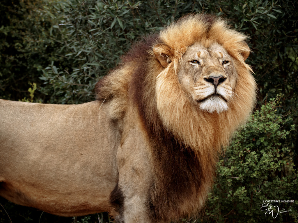 20231010-081656 SOUTHAFRIKA_-1 | Herzlich willkommen auf meiner Seite! Ich bin Elke Wallnisch, Deine Fotografin für lichtstarke Momente. Der Name steht für alles, was mich mit der Fotografie verbindet: Das Licht und seine machtvolle Wirkung auf eine Situation oder unsere Stimmung - Realisiert mit Pictrs.com