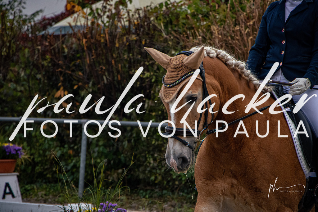 IMG_6047 | Erleben Sie dynamische Sport- und emotionale Tierfotografie in Süddeutschland mit Fotos von Paula. Spezialisiert auf Pferde- und Hundefotografie sowie Sportevents. Kontaktieren Sie mich für einzigartige und ausdrucksstarke Bilder Ihrer besonderen Momente. - Realisiert mit Pictrs.com