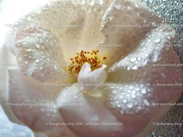 titusgraphy_P7098866-vz-ln | titusgraphy-shop: Geschenkideen mit Qualitätsfotos. titusgraphy-shop: gift ideas with quality photos. titusgraphy-shop: idées cadeaux avec photos de qualité.  - Realisiert mit Pictrs.com