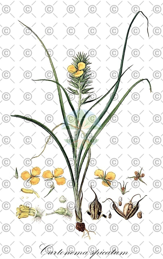 HistAbb_wfo-0001429015_1_ENZY_Simple | Historische Abbildung von Cartonema spicatum - Commelinaceae | Historical Illustration of Cartonema spicatum - Commelinaceae