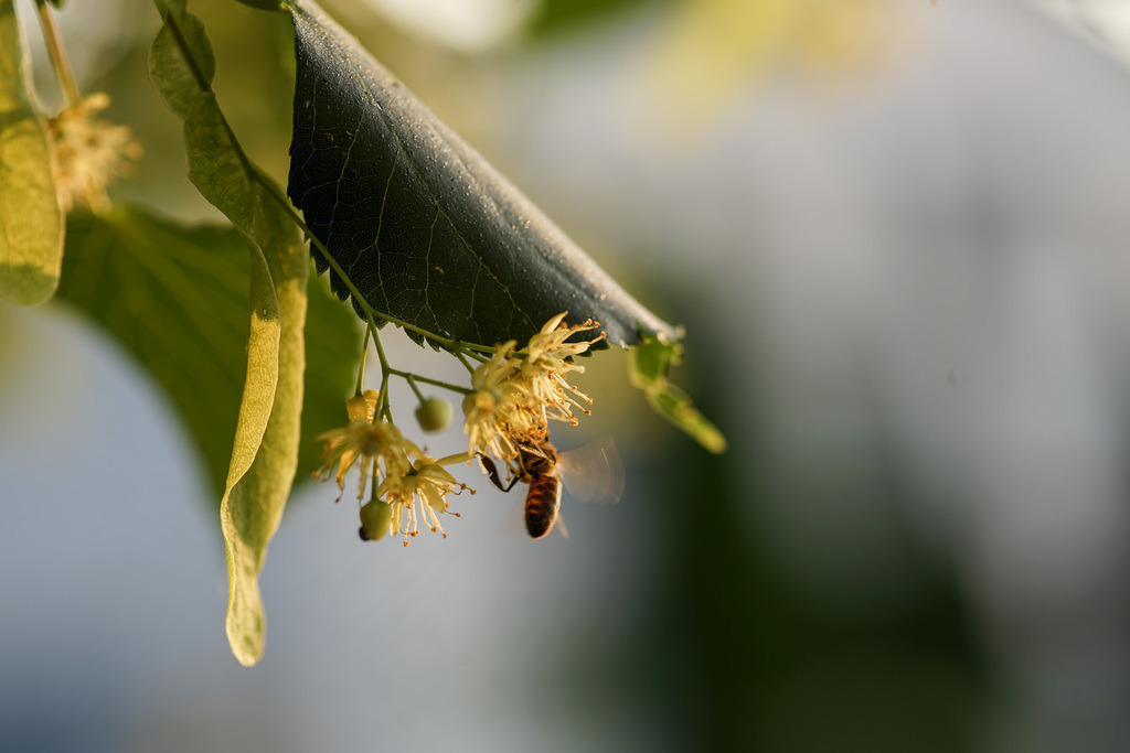 Lindenblüten | Linden sind beliebte Trachtbäume der Bienen - Realisiert mit Pictrs.com