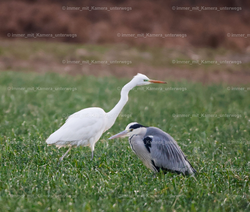 20240109165542__MG_1046 | immer_mit_kamera_unterwegs