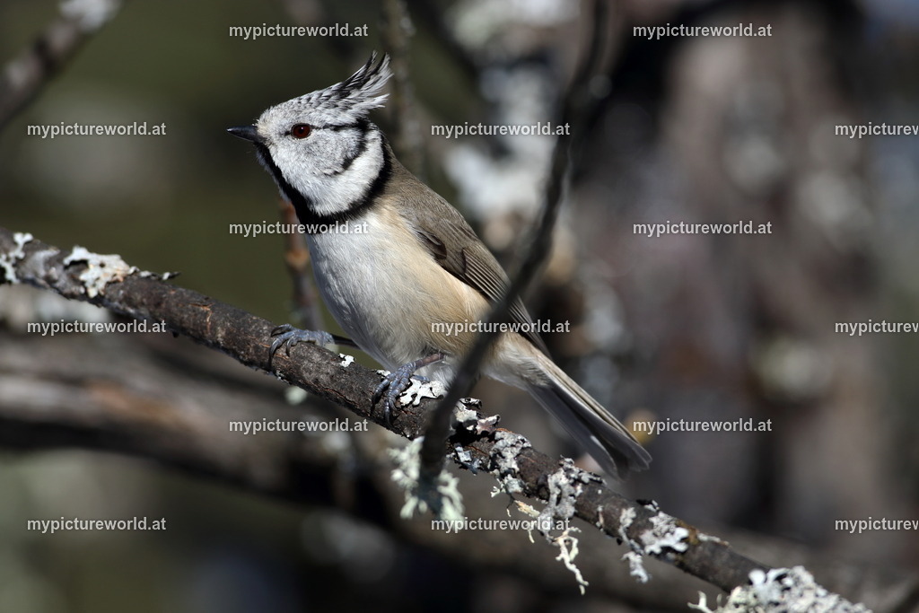 Haubenmeise-034 | Das Bilderarchiv über Tiere, Planzen und Landschaften. In der Bilddatenbank finden Sie ein große Auswahl an hochwertigen Bilder für Ihre Werbung - Realisiert mit Pictrs.com