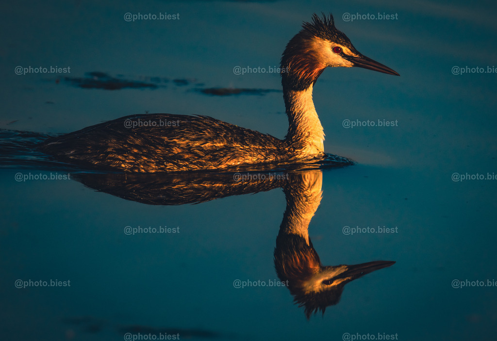 IMGC4173 | photobiest - Realisiert mit Pictrs.com