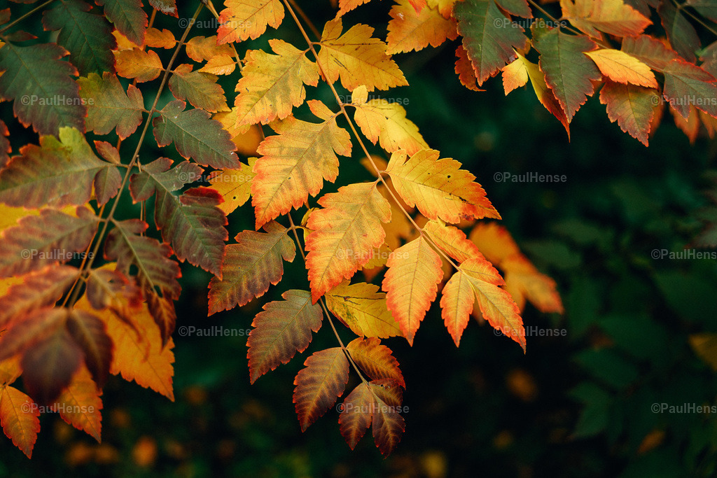 20221020_PaulHense_S0039_DSC00116 | paulhense - Realisiert mit Pictrs.com