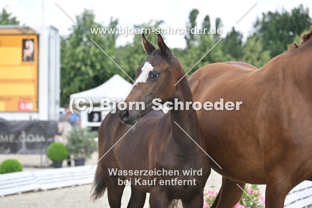 23_Secret - Bon Courage_935_1744 | Björn Schroeder Pferdefotografie