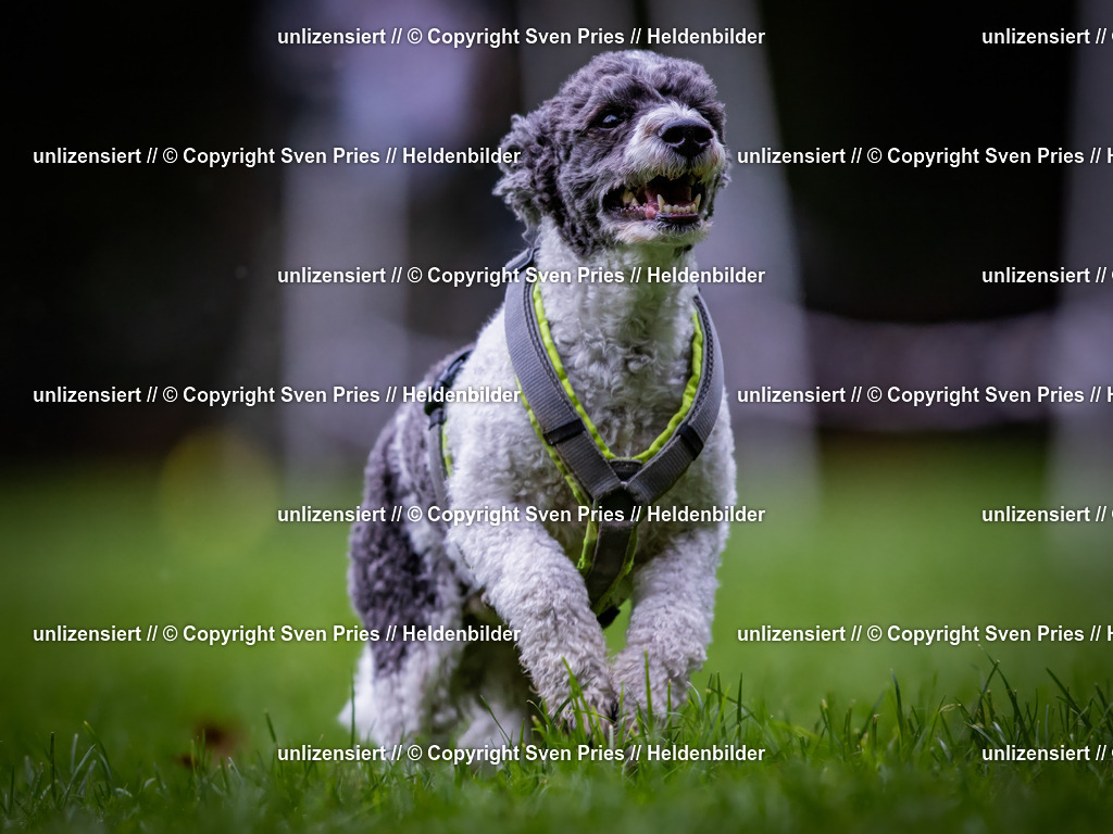 Sven Pries | 2024-10-19 - Hunderennen Ober-Grombach - Realisiert mit Pictrs.com