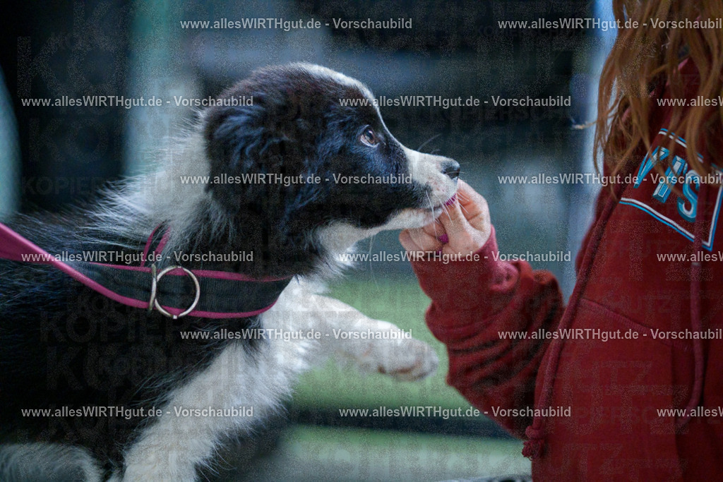@allesWIRTHgut_Tierfotografie - www.allesWIRTHgut.de - 2604251328-7R503703 | Professionelle Tierfotografie in Mönchengladbach von Daniel Wirth (allesWIRTHgut). Liebevolle & natürliche Bilder von Hunden & Katzen für unvergessliche Erinnerungen.
