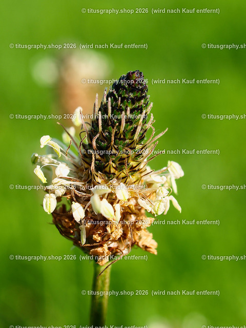 titusgraphy_P8190626-vz-ln | titusgraphy-shop: Geschenkideen mit Qualitätsfotos. titusgraphy-shop: gift ideas with quality photos. titusgraphy-shop: idées cadeaux avec photos de qualité.  - Realisiert mit Pictrs.com