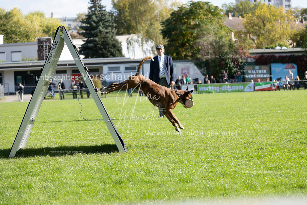 _16A5282 | Einzigartige Fotos von Hunden & Menschen –Actionfotos, Portraits, Vereinsaufnahmen & Paarshootings – authentisch, lebendig & mit Herz.