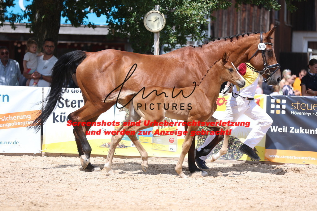 Fohlenschau_Schwäbisch_Hall_springbetonte_Fohlen_KN 28_12 | lmwpictures - Realisiert mit Pictrs.com