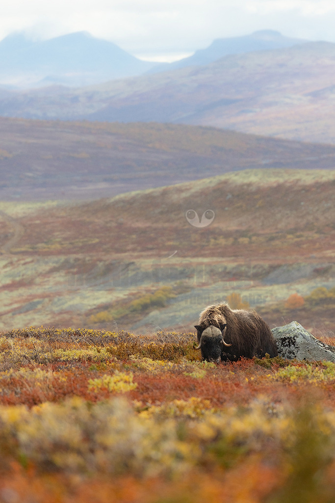 R6M31337_20260920 | Ein Moschusochse (Ovibos moschatus) mit seinem charakteristischen dicken, braunen Fell ist in einer weiten, herbstlichen Tundralandschaft zu sehen. Das Tier steht auf einem Hügel, umgeben von Sträuchern und Gräsern, die sich in leuchtenden Rot-, Orange- und Gelbtönen verfärbt haben. Es ist dabei zu beobachten, wie es grast oder nach Nahrung sucht, den Kopf zum Boden gesenkt. Im Hintergrund erstrecken sich sanfte Hügel und Berge, die in einem nebligen Grau-Blau verschwimmen. Moschusochsen sind robuste arktische Säugetiere, die für ihr langes, zotteliges Fell bekannt sind, das sie vor extremer Kälte schützt. Sie leben in Herden und ernähren sich hauptsächlich von Gräsern, Weiden und Moosen. - Realisiert mit Pictrs.com