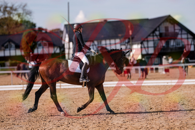 2026_10_03_Siefer-Hof_130221_Z81_56257766 | Professionelle Reitsport-, Turnier- und Eventfotografie von Robert Broda. Galerien mit ausgewählten und bearbeiteten Bildern direkt online ansehen und bestellen.