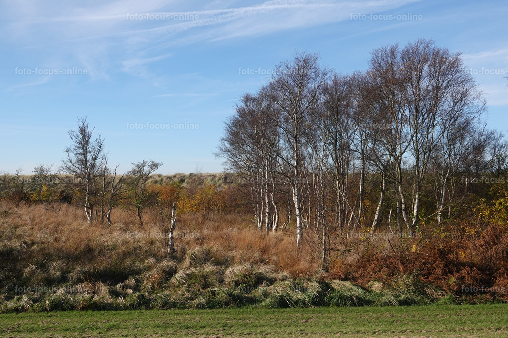 Wind-swept trees in late autumn | foto-focus-online
