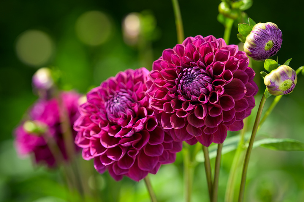 Schmuck Dahlie Hapet Nightdream | Blüten der Nacht schwingen nun sacht, sie scheinen allesamt ein schönes Geheimnis zu wahren. Vor einem smaragdgrünen Hintergrund erblüht die weinrote Schmuck Dahlie „Hapet Nightdream“. — Original-Größe des Bildes: 8256 x 5504 px. - Realisiert mit Pictrs.com