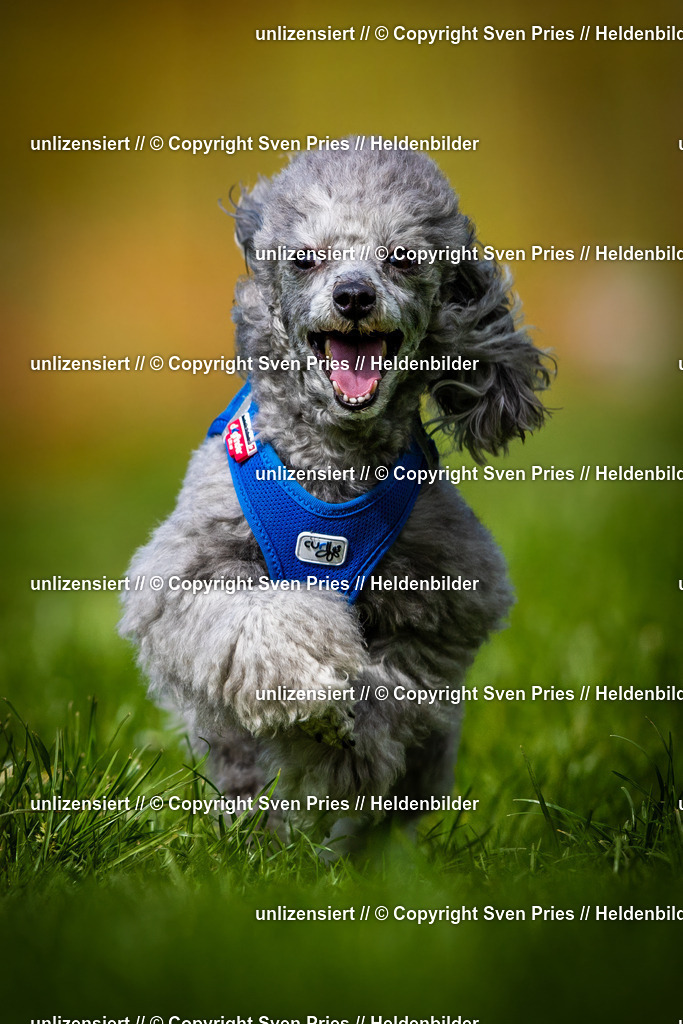 Sven Pries | 2025-04-13 - Hunderennen Baden-Baden - Realisiert mit Pictrs.com