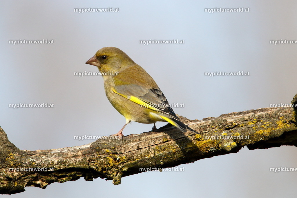 Grünling-022 | Das Bilderarchiv über Tiere, Planzen und Landschaften. In der Bilddatenbank finden Sie ein große Auswahl an hochwertigen Bilder für Ihre Werbung - Realisiert mit Pictrs.com
