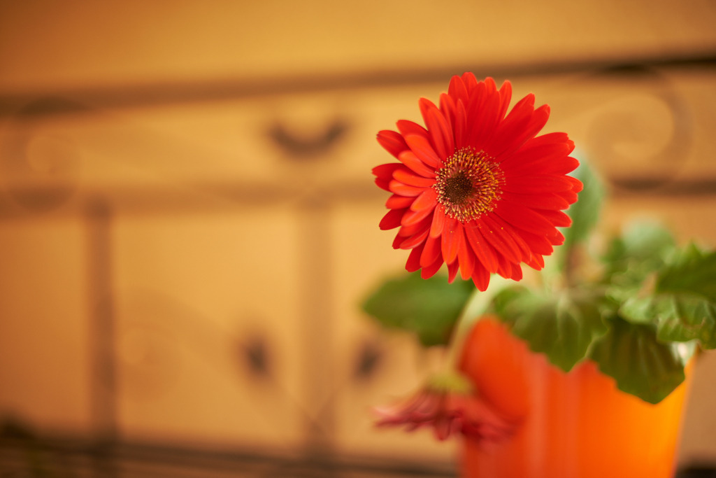 rote Gerbera auf dem Balkon | Wien, Austria - June 15, 2014: rote Gerbera auf dem Balkon, im Hintergrund ein Kasten. - Realisiert mit Pictrs.com