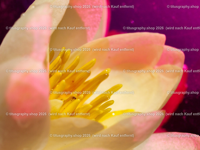 titusgraphy_P6217157-vz-ln | titusgraphy-shop: Geschenkideen mit Qualitätsfotos. titusgraphy-shop: gift ideas with quality photos. titusgraphy-shop: idées cadeaux avec photos de qualité.  - Realisiert mit Pictrs.com