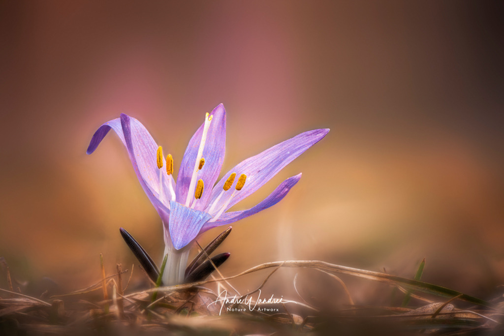 Lichtblume (1) | Andre Wandrei - Nature Artworx - Realisiert mit Pictrs.com