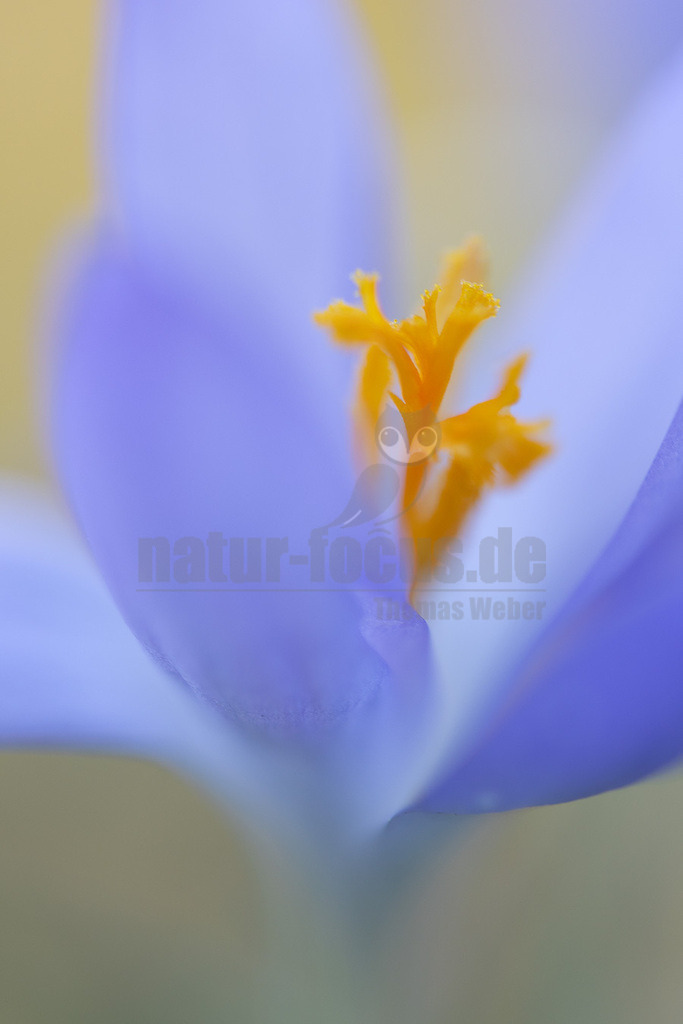 R5NF3505-20230213 | Die Krokusse (Crocus; Singular im Allgemeinen „der Krokus“, in der Schweiz auch „das Krokus“; Mehrzahl Krokusse) sind eine Pflanzengattung der Schwertliliengewächse (Iridaceae). Die etwa 235 Krokusarten (Stand Januar 2017)[1] sind vor allem im Orient, aber auch in Europa, Nordafrika und bis nach Westchina verbreitet. Sie sind seit Jahrhunderten beliebte Zierpflanzen. Als Frühblüher sind sie in den Parks und Gärten der gemäßigten Breiten auf der ganzen Welt anzutreffen. Einige Arten blühen bereits im Herbst und bilden die Früchte im darauffolgenden Frühjahr.  - Realisiert mit Pictrs.com