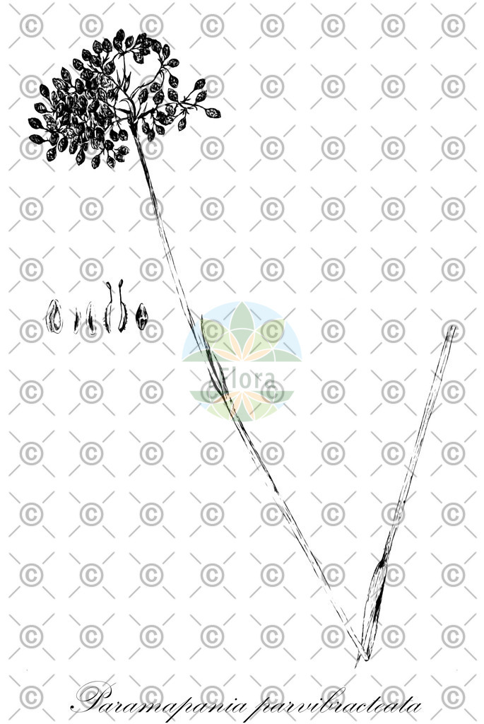 HistAbb_wfo-0000470440_1_ENZY_Simple | Historische Abbildung von Paramapania parvibracteata - Cyperaceae | Historical Illustration of Paramapania parvibracteata - Cyperaceae