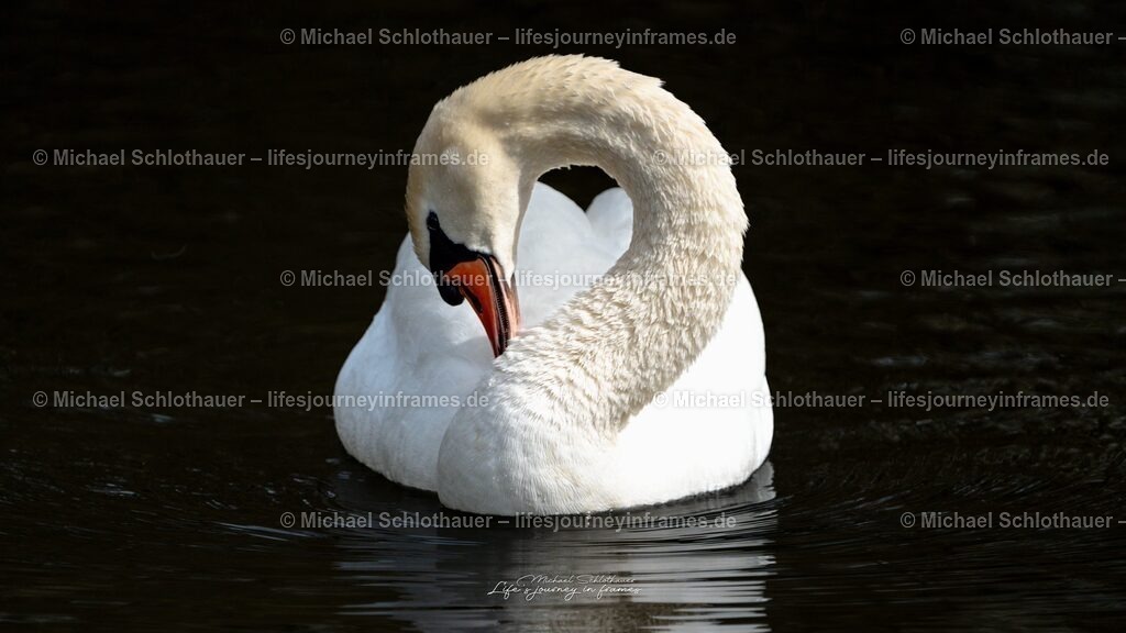 Schwan formt ein Herz | Ein HÃ¶ckerschwan formt mit Hals und Spiegelung ein perfektes Herz auf dunklem Wasser â€“ romantisches Naturmotiv, ideal fÃ¼r Hochzeit und Liebe. - Realisiert mit Pictrs.com