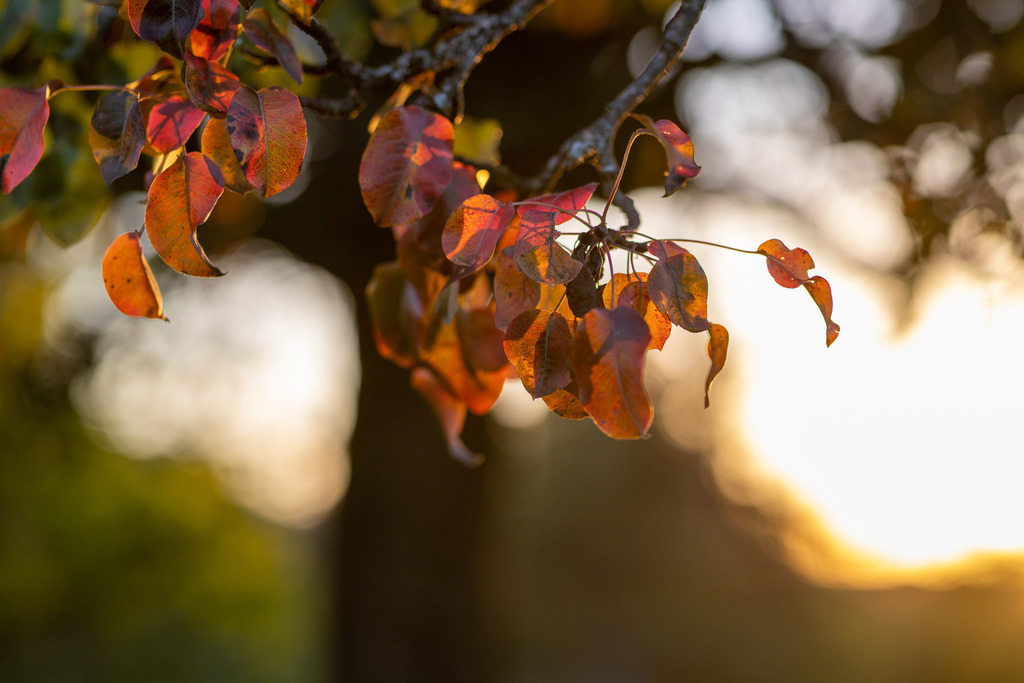 IMG_4804 | ehrlichefotos - Realisiert mit Pictrs.com