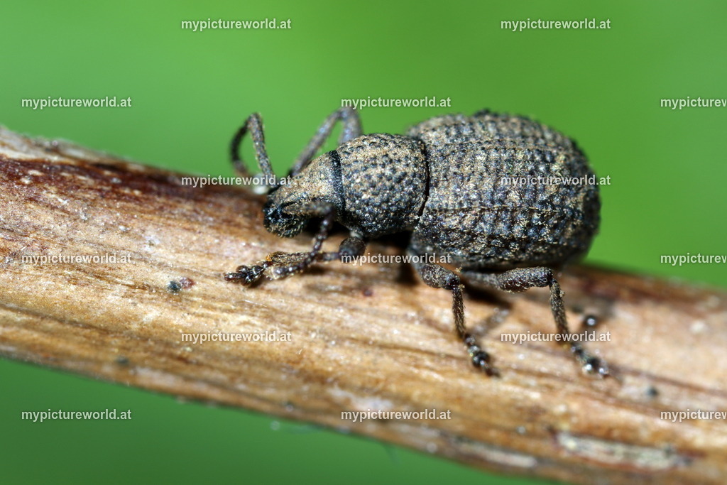 Otiorhynchus porcatus-001 | Das Bilderarchiv über Tiere, Planzen und Landschaften. In der Bilddatenbank finden Sie ein große Auswahl an hochwertigen Bilder für Ihre Werbung - Realisiert mit Pictrs.com