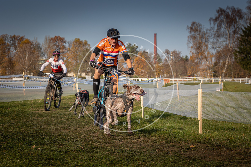 CaniXpix_0L8A7773 | Hundefotografie, Tierfotograf, Pfotenfotografie, Fotoshooting Hund, Hunde Portrait, Hundesport, Hundeportraits, Heideshooting, Hunde, Sportfotograf, Hundefotograf, Turnierhundsport, THS,  - Realisiert mit Pictrs.com