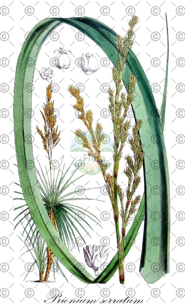 HistAbb_wfo-0000394825_1_ENZY_Simple | Historische Abbildung von Prionium serratum - Thurniaceae | Historical Illustration of Prionium serratum - Thurniaceae