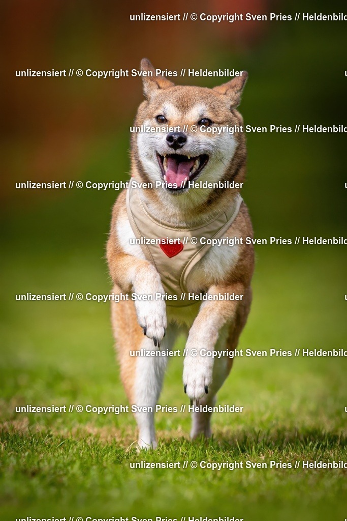 Sven Pries | 2024-09-22 - Hunderennen Baden-BadenPudelverein - Realisiert mit Pictrs.com