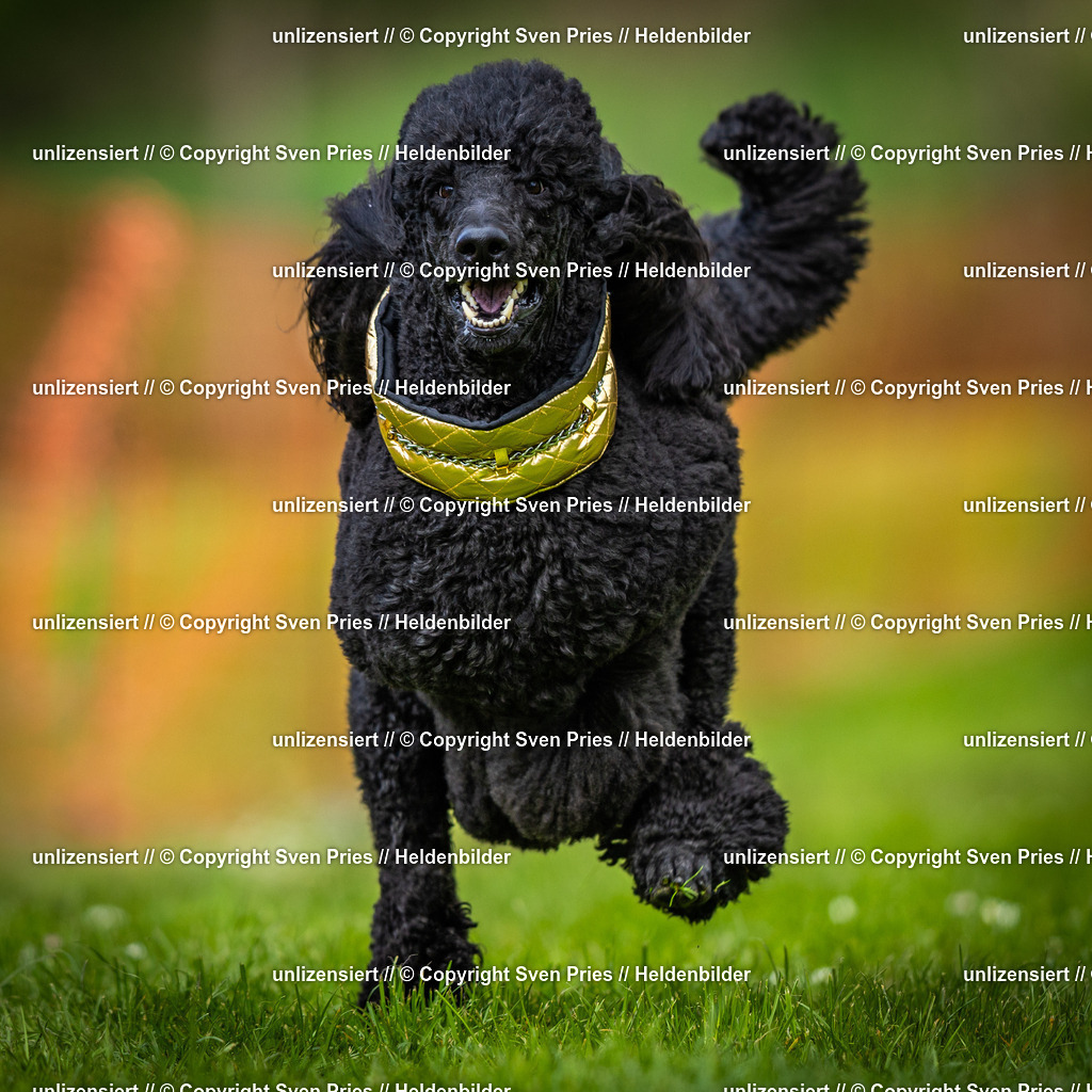 Sven Pries | 2025-04-13 - Hunderennen Baden-Baden - Realisiert mit Pictrs.com