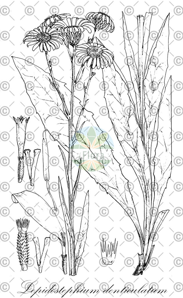HistAbb_wfo-0000444013_1_ENZY_Simple | Historische Abbildung von Lepidostephium denticulatum - Asteraceae | Historical Illustration of Lepidostephium denticulatum - Asteraceae