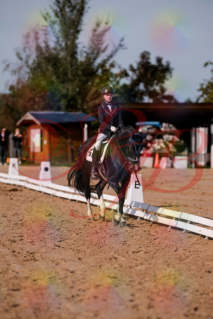 2026_10_03_Siefer-Hof_121414_Z81_15923733 | Professionelle Reitsport-, Turnier- und Eventfotografie von Robert Broda. Galerien mit ausgewählten und bearbeiteten Bildern direkt online ansehen und bestellen.