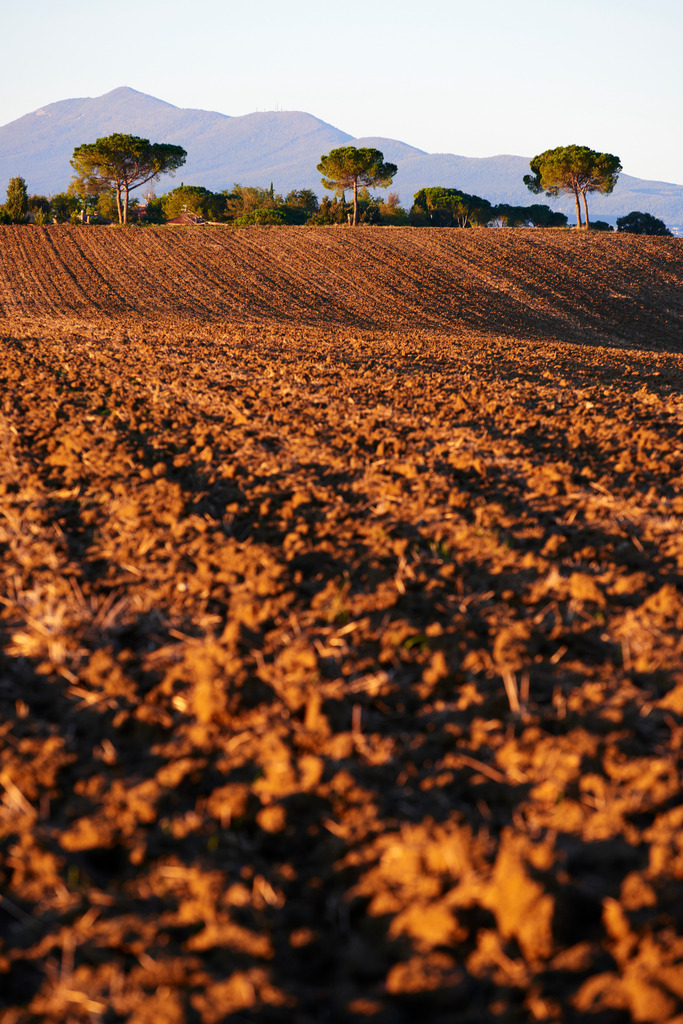 Ackerlandschaft mit Pinien im Morgenlicht | Pozzuolo, Italien - September 06, 2016: Ackerlandschaft mit Pinien im Morgenlicht. - Realisiert mit Pictrs.com