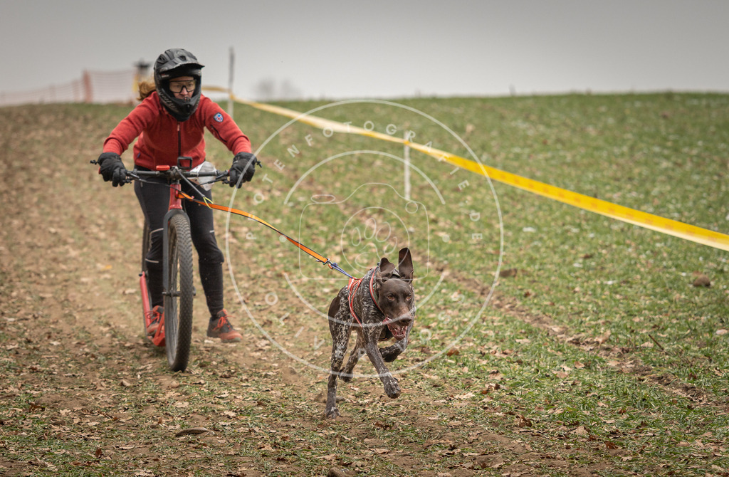Pfotenfotografie_DV3A3625 | Hundefotografie, Tierfotograf, Pfotenfotografie, Fotoshooting Hund, Hunde Portrait, Hundesport, Hundeportraits, Heideshooting, Hunde, Sportfotograf, Hundefotograf, Turnierhundsport, THS,  - Realisiert mit Pictrs.com